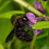 Xylocopa valga